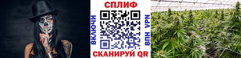 Бошки марихуана White Widow  Амурск 